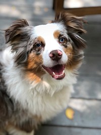 Free Australian shepherd dog image, public domain animal CC0 photo.