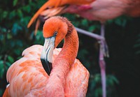 Free flamingo head close up photo, public domain animal CC0 image.