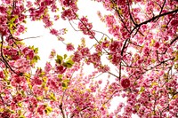 Free pink cherry blossom image, public domain flower CC0 photo.