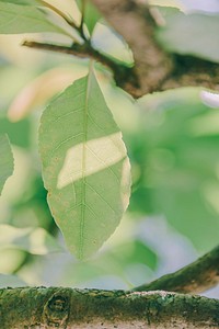 Free green leaves image, public domain plant CC0 photo.