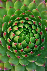 Free houseleek image, public domain spring CC0 photo.