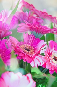 Free pink gerbera daisies image, public domain flower CC0 photo.