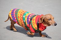 Free brown dog wearing colorful shirt image, public domain animal CC0 photo.