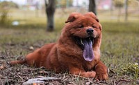 Free brown dog lying on dry grass ground image, public domain animal CC0 photo.