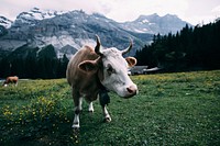 Free cow standing on grass field image, public domain animal CC0 photo.
