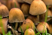 Free mushroom photo, public domain plant CC0 image.