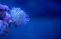 Free sea anemone image, public domain animal CC0 photo.