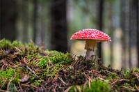 Free mushroom photo, public domain plant CC0 image.