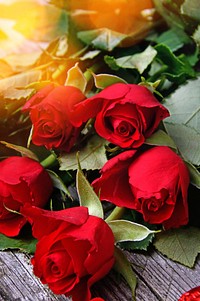 Free red rose background image, public domain flower CC0 photo.