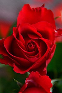 Free red rose background image, public domain flower CC0 photo.