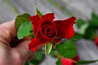 Free red rose background image, public domain flower CC0 photo.