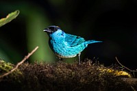 Free blue jay, mountain bird portrait photo, public domain animal CC0 image.