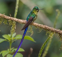 Free bee eater bird in nature background portrait photo, public domain animal CC0 image.