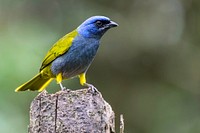 Free canary birds portrait in nature background photo, public domain animal CC0 image.