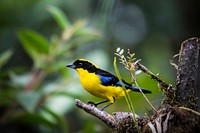 Free blue jay with nature background portrait photo, public domain animal CC0 image.