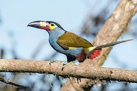 Free black bird perching in nature background portrait photo, photo, public domain animal CC0 image.