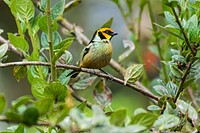 Free finch on the tree photo, public domain animal CC0 image.