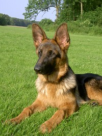 German shepherd dog in summer