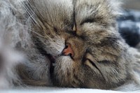 Free cute cat sleeping image, public domain CC0 photo.