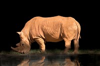 Free rhino image, public domain animal CC0 photo.