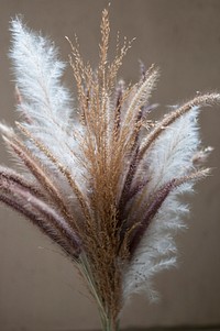 Free grass flower closeup photo, public domain plant CC0 image.