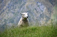 Free sheep standing on grass field image, public domain animal CC0 photo.