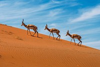 Free desert deer image, public domain animal CC0 photo.