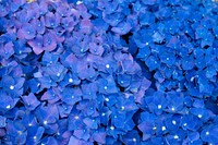 Free blue hydrangea image, public domain flower CC0 photo.