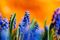 Free grape hyacinth image, public domain flower CC0 photo.