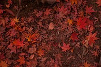 Free autumns leaves image, public domain fall nature CC0 photo.