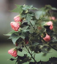 Free flowering maple image, public domain flower CC0 photo.