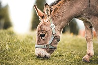 Free donkey grazing image, public domain animal CC0 photo.