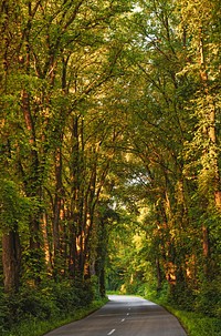 Free autumn forest photo, public domain nature CC0 image.