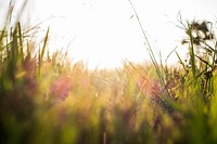 Free blurred grass field image, public domain nature CC0 photo.