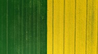 Free yellow and green wooden texture image, public domain natural material CC0 photo.