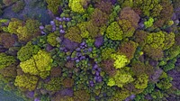 Free autumnal forest aerial view public domain CC0 photo.