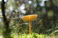 Free mushroom photo, public domain plant CC0 image.