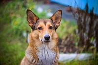 Free corgi dog image, public domain animal CC0 photo.