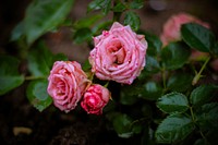 Free pink rose image, public domain flower CC0 photo.