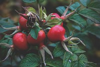 Free rose hips image, public domain fruit CC0 photo.