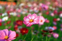 Free cosmos image, public domain flower CC0 photo.