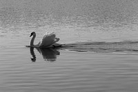 Free muted swan on water in black and white image, public domain animal CC0 photo.