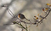 Free European robin bird on branch portrait photo, public domain animal CC0 image.