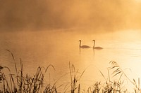 Free mute swan at sunset image, public domain animal CC0 photo.