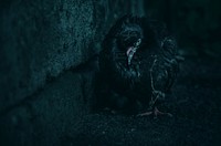 Free black scary bird standing in the dark image, public domain animal CC0 photo.