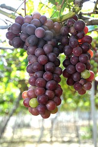 Free grape photo, public domain fruit CC0 photo