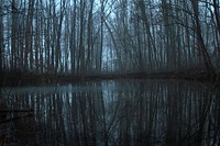 Free dark forest by the water photo, public domain nature CC0 image.