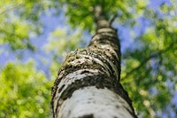 Free tree trunks low angle image, public domain nature CC0 photo.