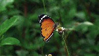 Free monarch butterfly image, public domain animal CC0 photo.