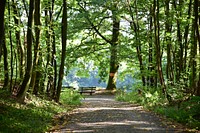 Free trees and greenery image, public domain nature CC0 photo.